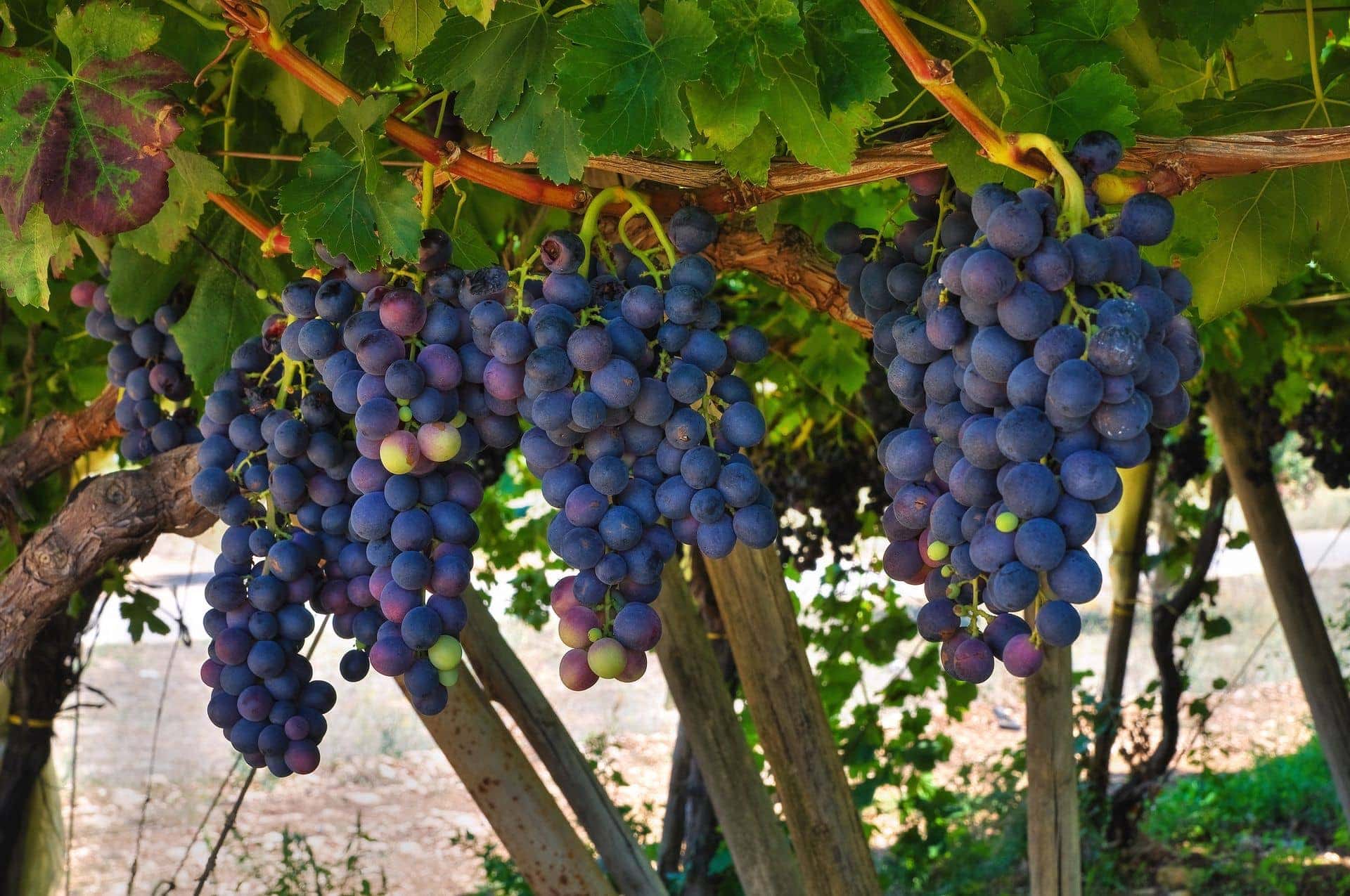 visit puglia september